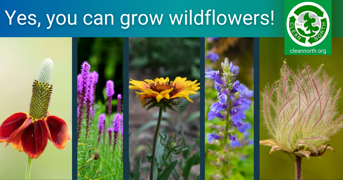 gardening-with-wildflowers-why-it-s-important-and-how-to-do-it-clean