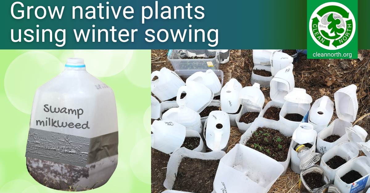 Winter Sowing In Milk Jugs: The Easy Way To Start Seeds - The
