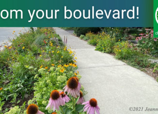 photo of boulevard garden