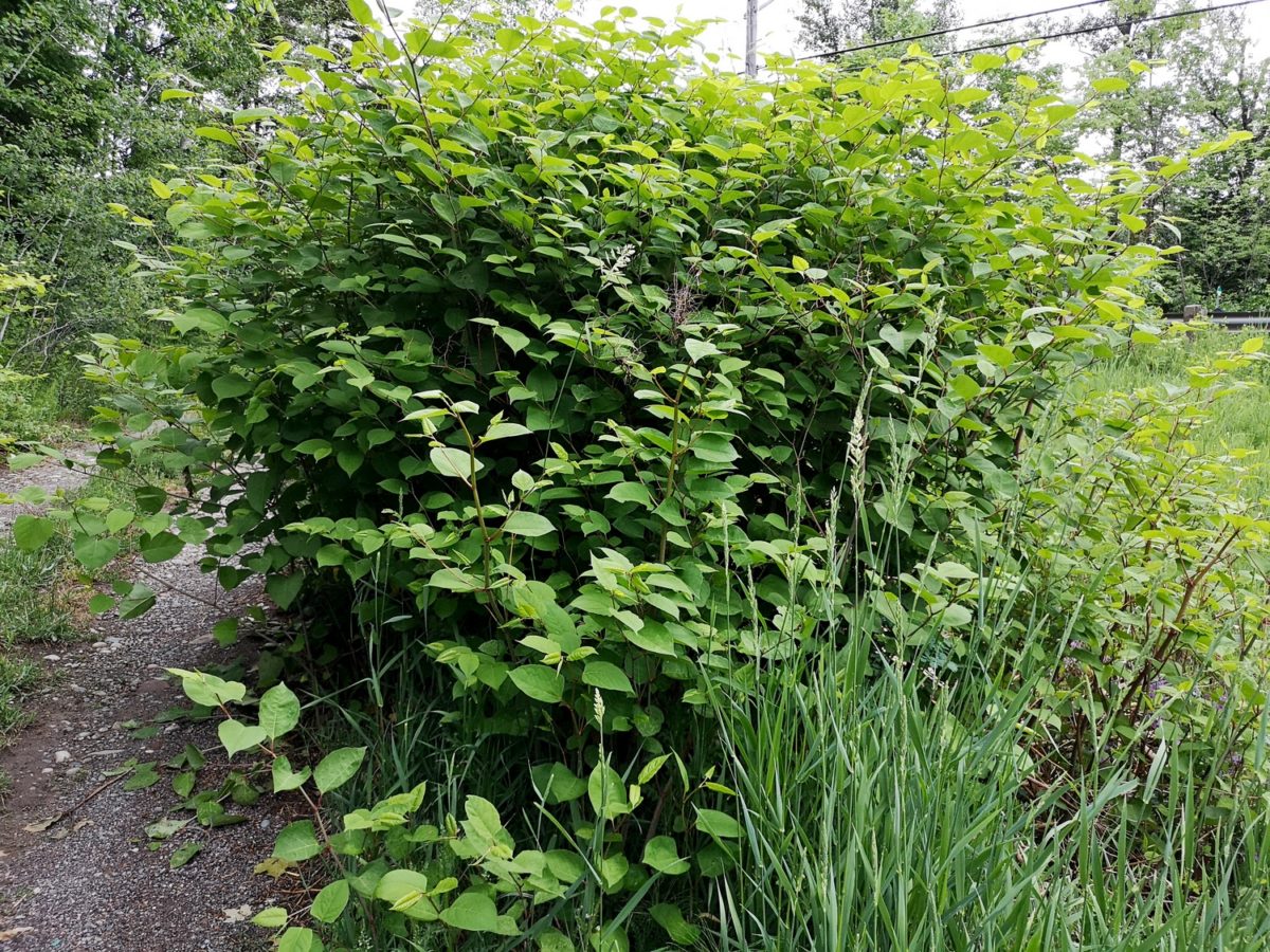 photo of Japanese knotweed