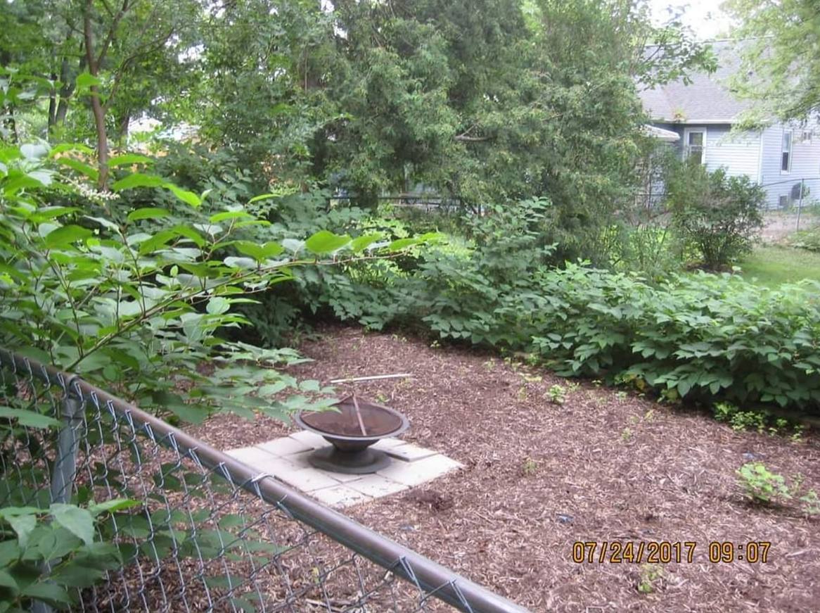 Patio that was tarped and now has Japanese knotweed growing all around it