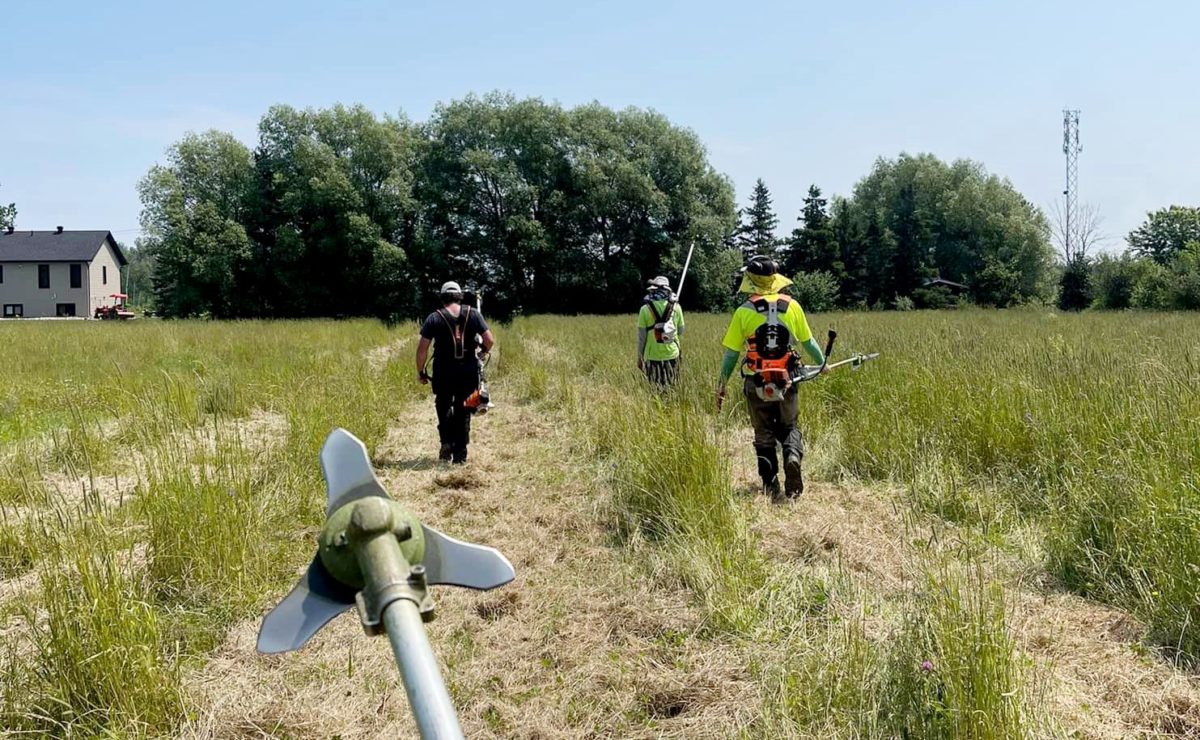 photo of people cutting brush around planted trees