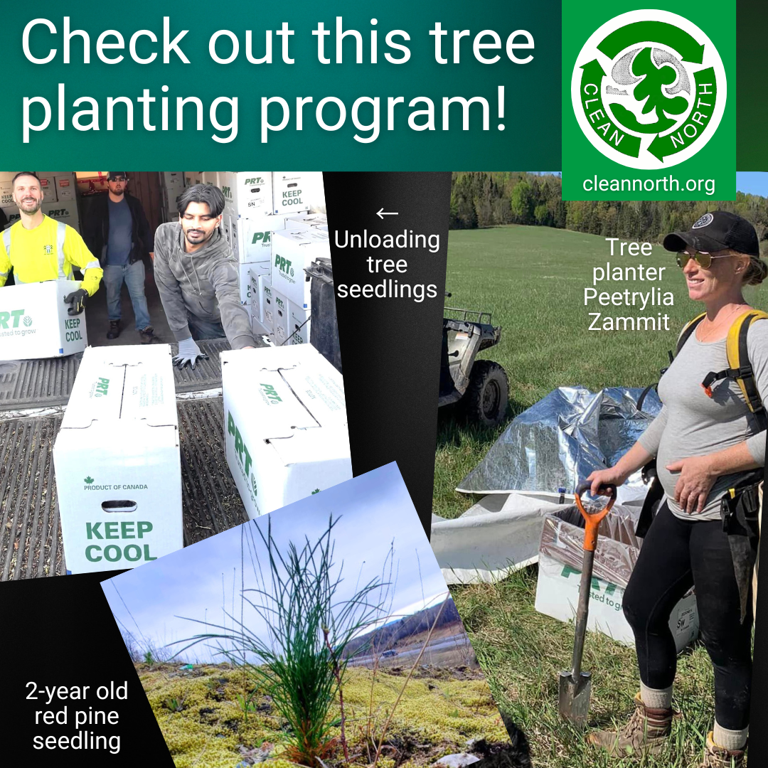 photos of tree planting