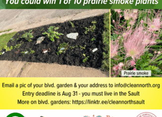 photos of a boulevard garden and prairie smoke flowers