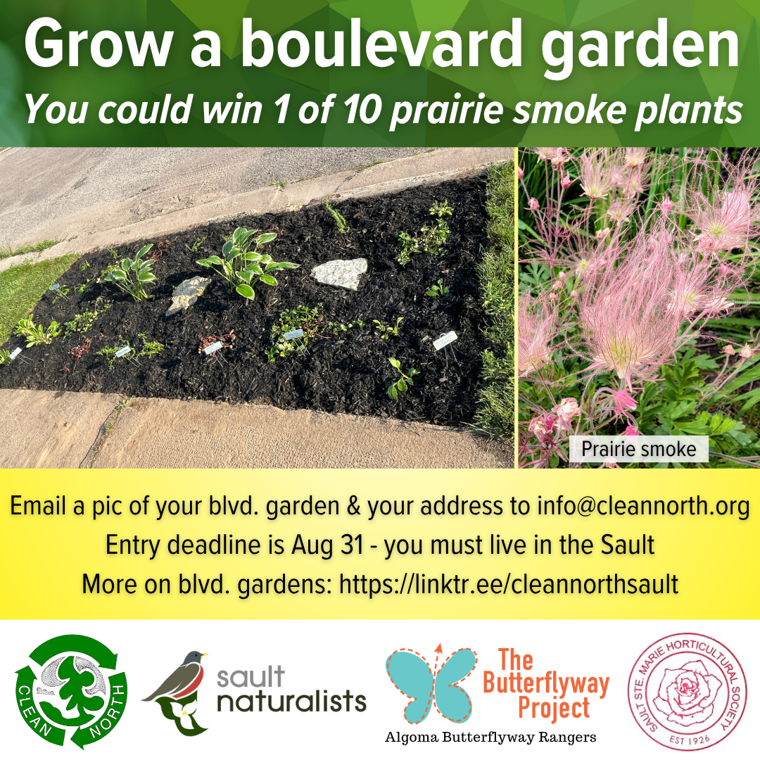 photos of a boulevard garden and prairie smoke flowers